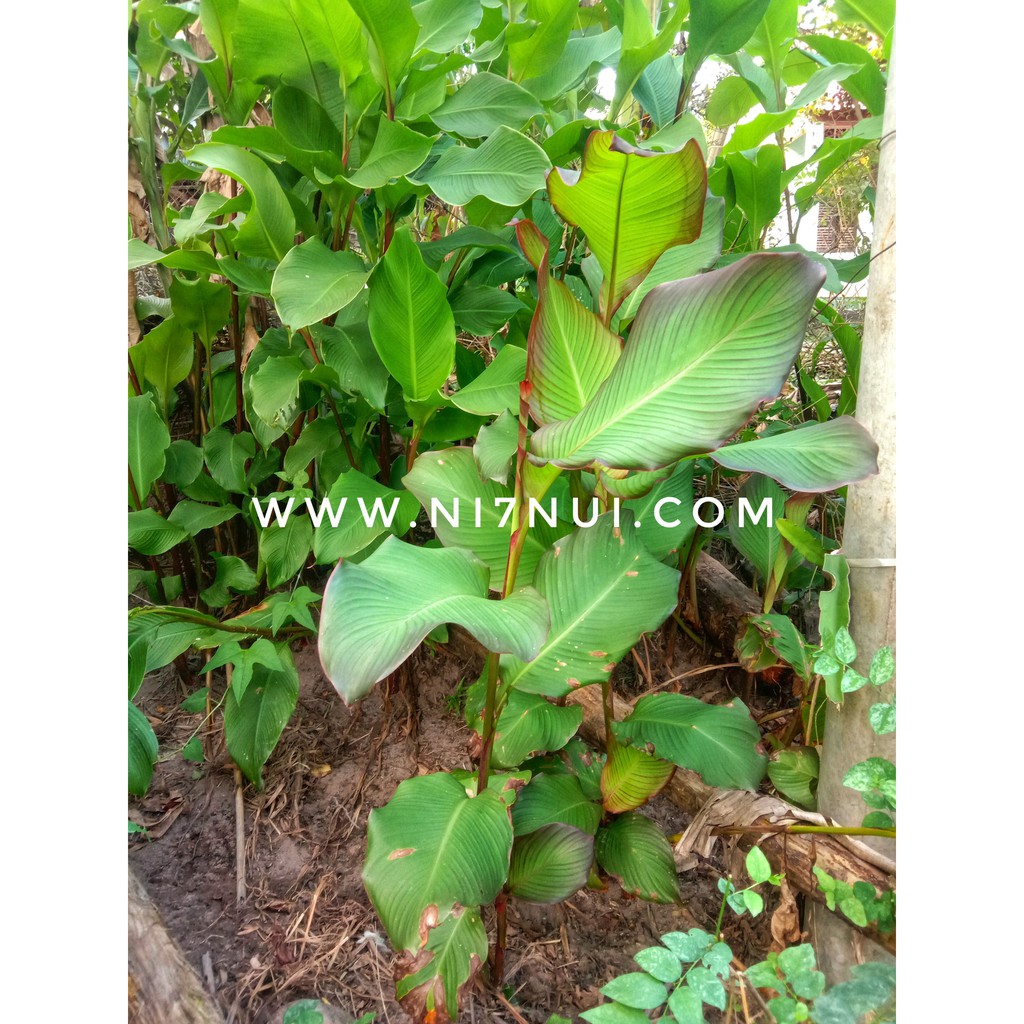 500g Củ dong riềng đỏ giống có bầu đất