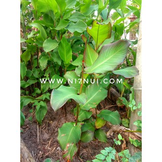 500g Củ dong riềng đỏ giống có bầu đất