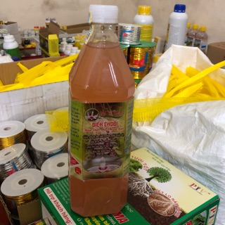 Dịch chuối, thần dược cho phong lan