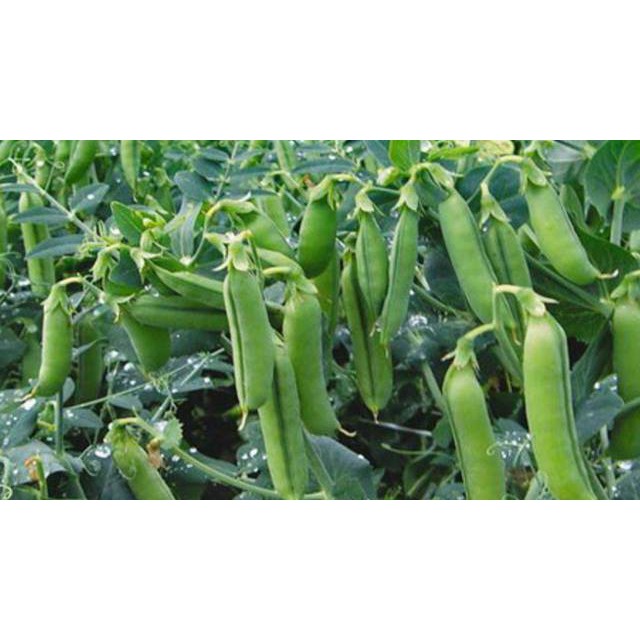 Hạt giống đậu Hà Lan xanh F1 chuyên ăn hạt