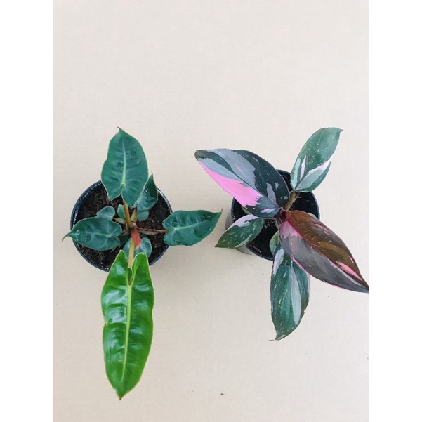 Chậu cứng hạc cam và công chúa hồng