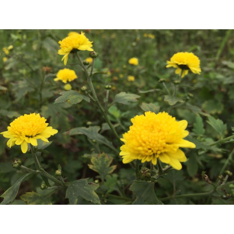 ( SIÊU RẺ ) Hạt giống hoa tiêu kim cúc ( cúc họa mi) vàng gói 1gr