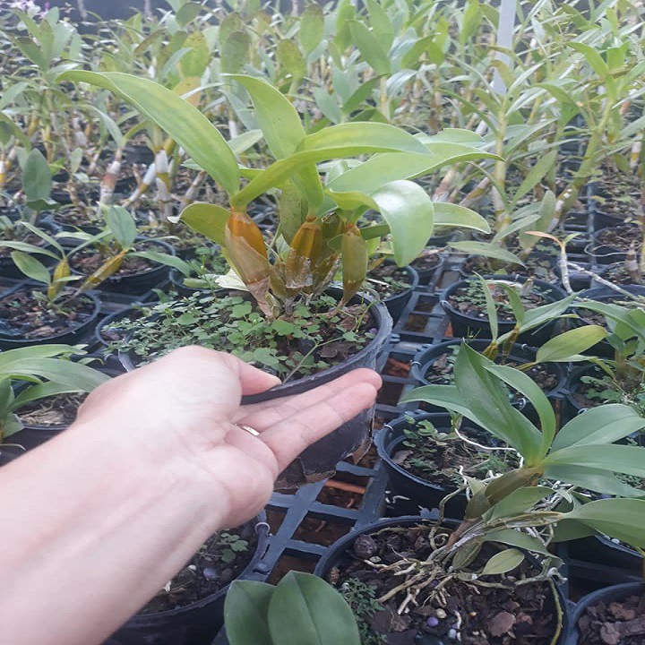 Hoa lan kiều môi tua+ 700g phân thỏ hữu cơ