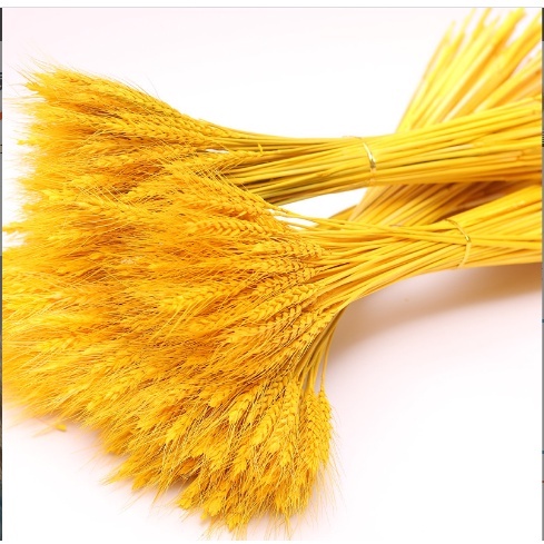 Bó lúa mạch khô trang trí, decor