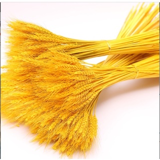 (Mua 10 bó tặng 1 bó) Bó lúa mạch khô trang trí, decor nhà cửa, showroom