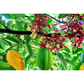 Cây Giống Khế Chua (Siêu Sai Siêu Sớm)