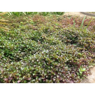 Cây cải xoong Nhật - 1 cụm hoặc 1 cây to (có thể trồng làm cảnh, thảm cỏ)