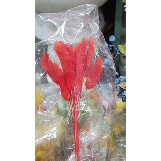 Decor - Cỏ đuôi thỏ (bó 50 cành)