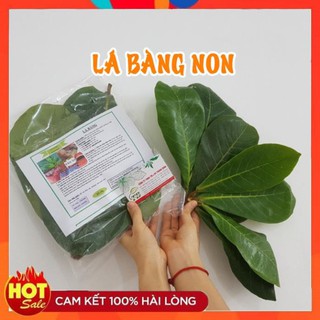 Lá Bàng Non 100g_Tươi, Khô Hàng Chất Lượng
