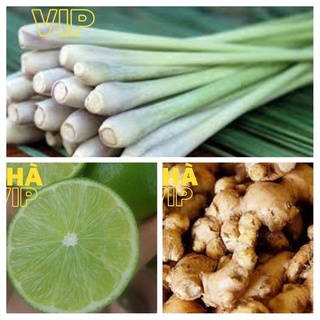 (GÒ VẤP) GỪNG GIÀ ĐẮK LẮK