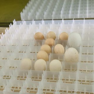 Khay chuyên dụng máy ấp trứng tự đảo