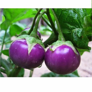 1GR - HẠT GIỐNG CÀ PHÁO TÍM