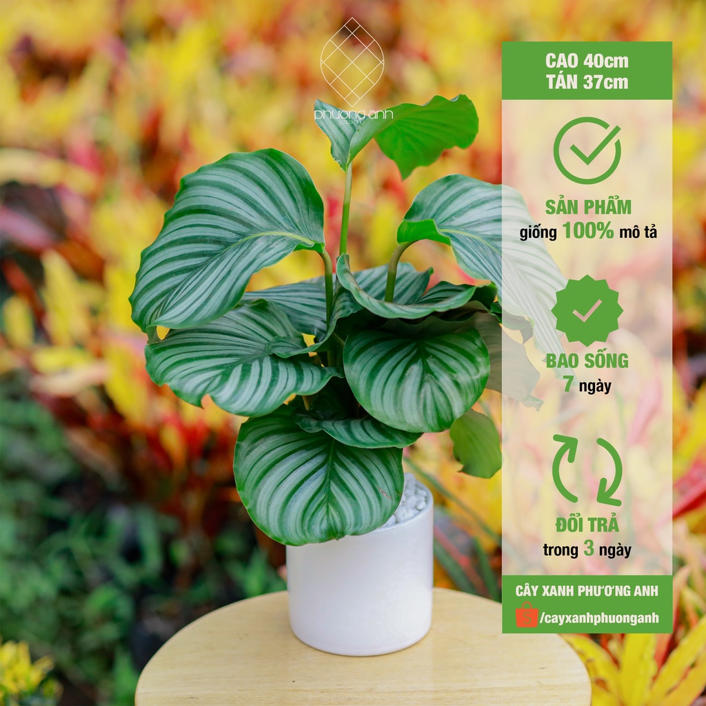 Cây đuôi công táo xanh mini để bàn phong thuỷ kèm chậu sứ cao 40cm - Cây xanh Phương Anh