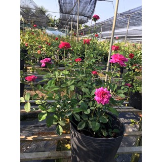 Hồng nhật Ramukan