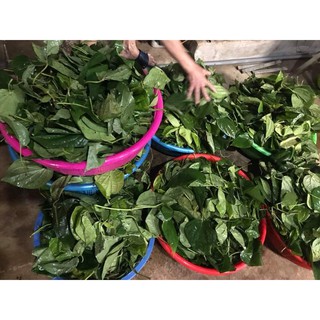 NƯỚC CẤT TRẦU KHÔNG