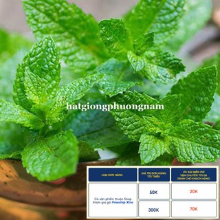 100H - HẠT GIỐNG RAU BẠC HÀ MINT