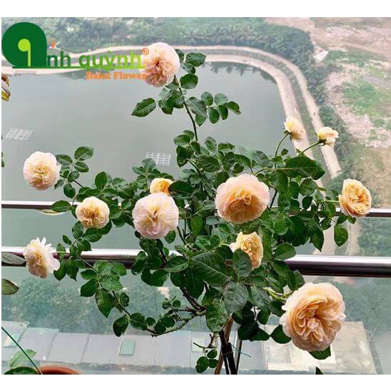 Hoa hồng ngoại Juliet- hoa hồng triệu đô