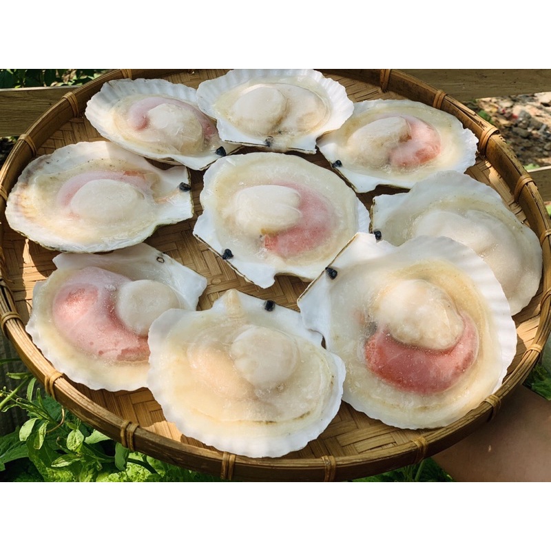 Giá sỉ 1kg Sò điệp Nhật Nửa mảnh