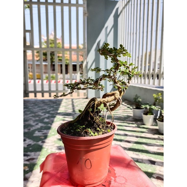 Cây cần thăng bonsai