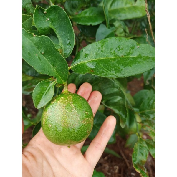 CHANH SẠCH CHUẨN HỮU CƠ  1KG