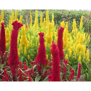 Hạt Giống Hoa Mào Gà Lửa