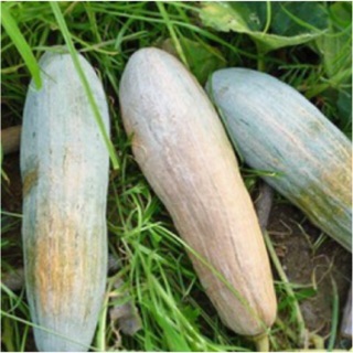 Hạt giống bí trái dài
