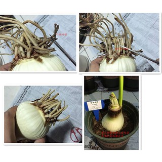 Lan huệ Double Circus 28-30