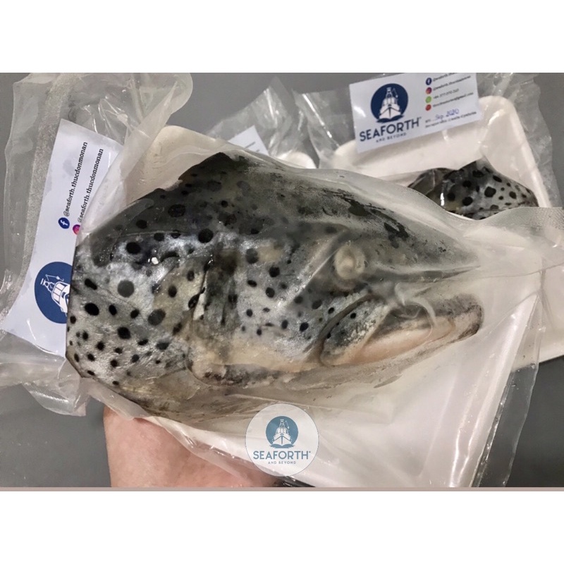 Đầu cá hồi Na Uy v-cut / Salmon head