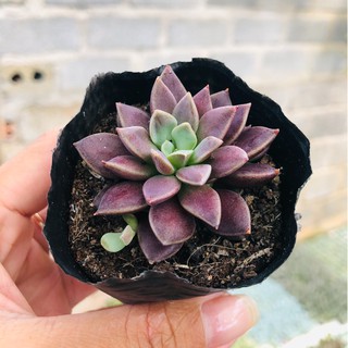 Sen đá Mặt trăng