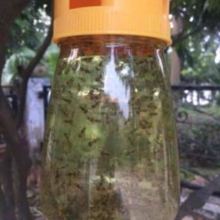 Lồng bẫy ruồi vàng (tặng kèm 1 ống chất dẫn dụ)