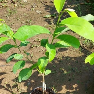 Cây Giống Na Sầu Riêng