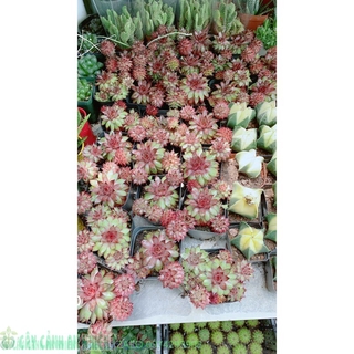Sen đá phật bà đỏ