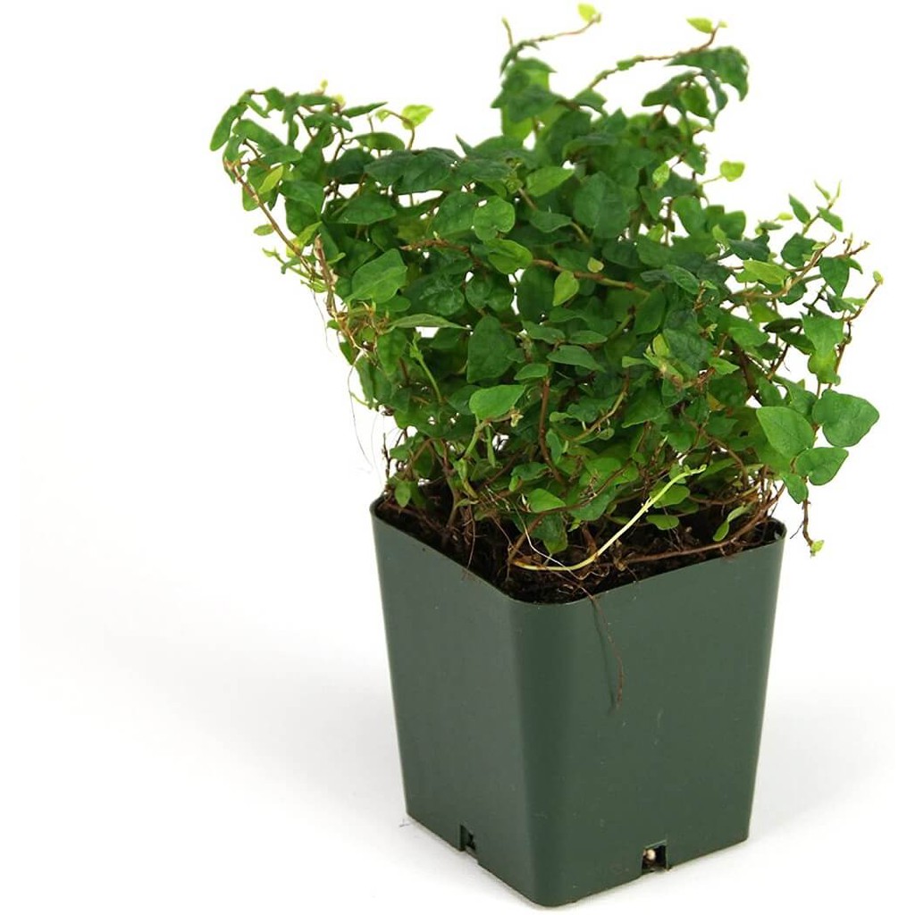 Cây Ficus pumila var. Minima (Vảy Ốc Bò Tường Minima) chậu nhựa