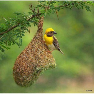[HOT DECOR] TỔ CHIM 🐦 TỰ NHIÊN TRANG TRÍ NGÔI NHÀ BẠN