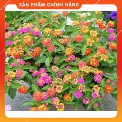 HẠT GIỐNG HOA NGŨ SẮC NHIỀU MÀU GÓI 30 HẠT