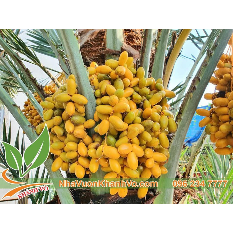 Bán 50gr hạt chà là Isreal (tầm 30 hạt)