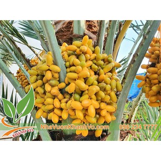 Bán 50gr hạt chà là Isreal (tầm 30 hạt)