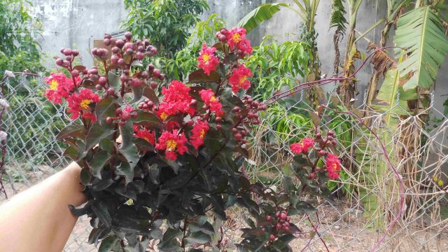 Cây HOA TƯỜNG VI HUYẾT LONG - CỰC HIẾM - gửi đi nguyên bầu + Tặng 02 cây nhót ngọt