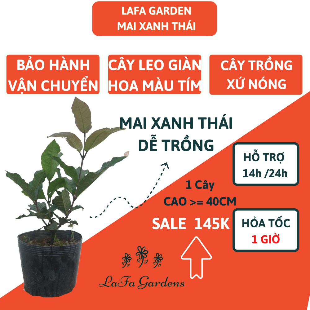 Cây giống hoa mai xanh thái, kích thước ( 45-60cm) có bầu đất khỏe mạnh, dây leo giàn, hoa màu tím, sản xuất Lafa Garden