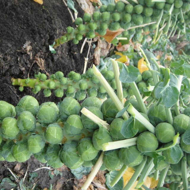 Bắp cải tí hon