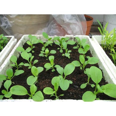 Đất Sạch Dinh Dưỡng Hữu Cơ H6 Trồng Cây 5Dm3 -HGCT2