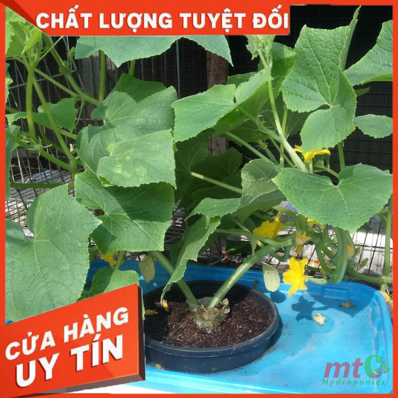 Thùng Thủy Canh Tĩnh Trồng Cây Ăn Quả