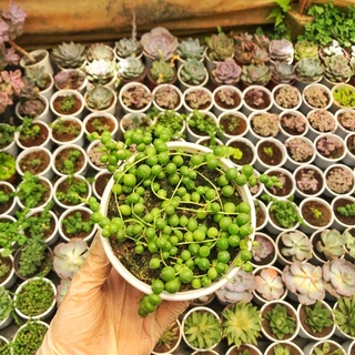 siêu giảm giá sen đá hạt ngọc sz trung l