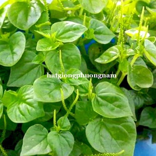 0,5gr - hạt giống rau càng cua