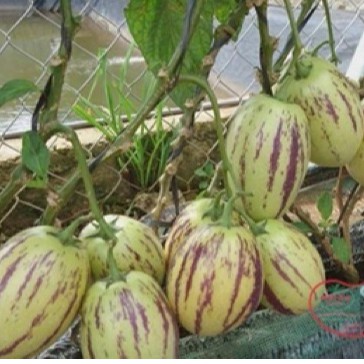 100 Hạt giống dưa petino - Nhập khẩu Tứ Xuyên nguyên bao bì