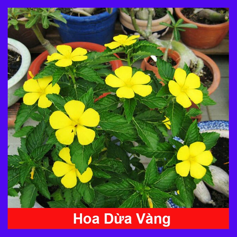 Cây đông hầu ( hoa dừa vàng ) - cây cảnh sân vườn + tặng phân bón cho cây