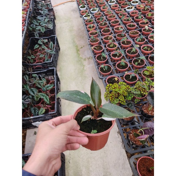 Cây Philodendron pink princess marble - Công chúa màu hồng lá lớn