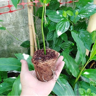 Chậu xơ dừa tròn trung