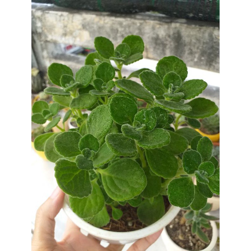 Nhất mạc hương
