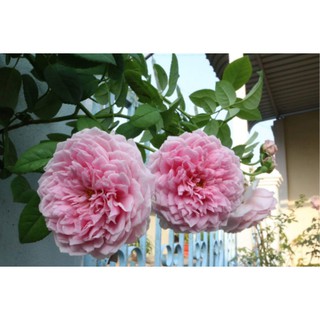 Cây giống Hồng ngoại Spirit of freedom (hồng leo) size chậu C9 - Trang Flower